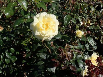 rosier-limona-1