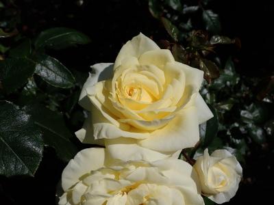 rosier-limona-2