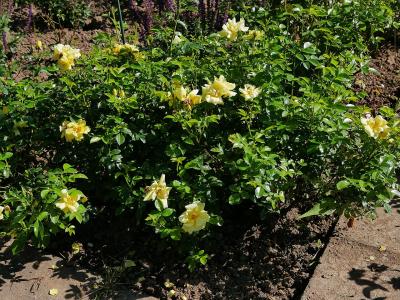 rosier-loredo-1