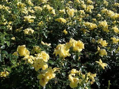 rosier-loredo-2