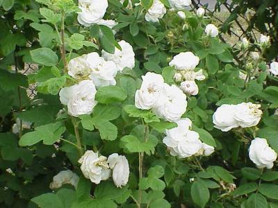 rosier-madame-hardy-1