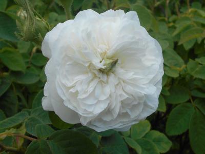 rosier-madame-hardy-2