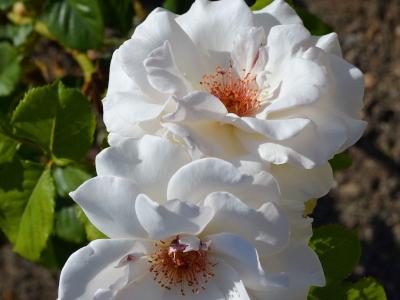 rosier-margaret-merril-1