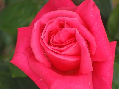 rosier-maria-callas-1