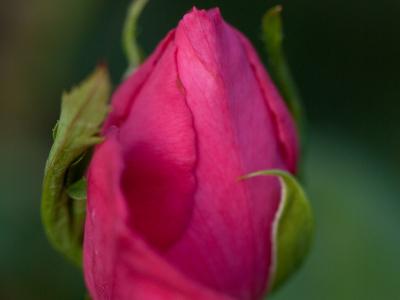 rosier-maria-callas-2