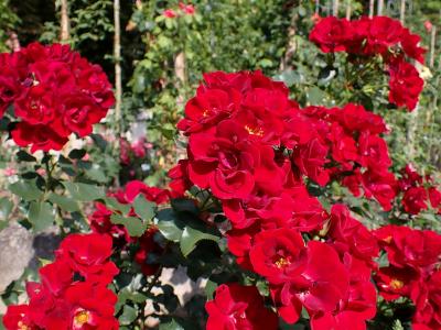 rosier-marondo-1