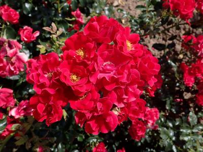 rosier-matador-1