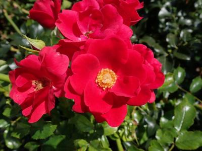 rosier-matador-2