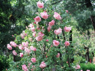 rosier-mme-gregoire-staechelin-1