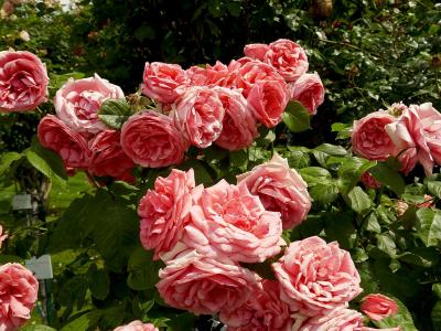 rosier-pariser-charme-1