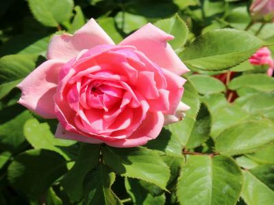 rosier-pariser-charme-2