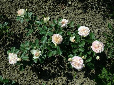 rosier-pastella-1