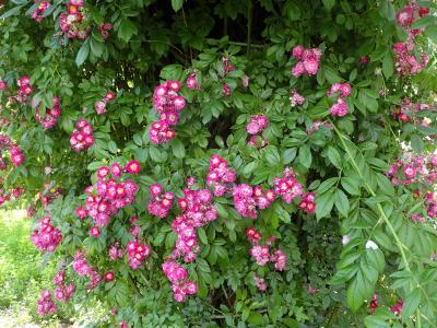 rosier-perennial-blue-1
