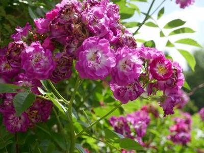 rosier-perennial-blue-2