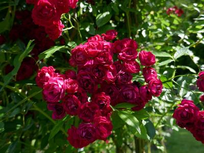 rosier-perennial-domino-1