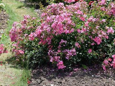 rosier-phlox-meidiland-1