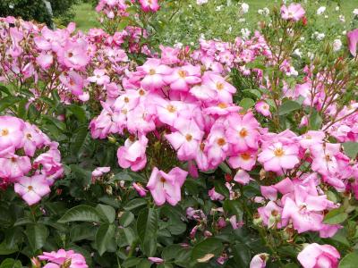 rosier-phlox-meidiland-2