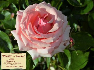 rosier-poesie-1