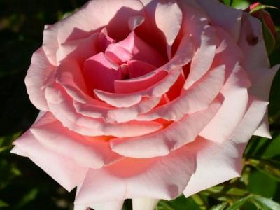rosier-poesie-2