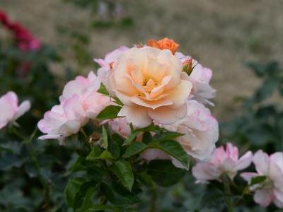 rosier-portoroz-1