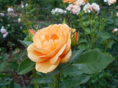 rosier-portoroz-2