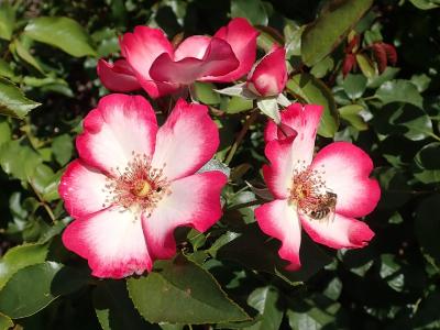 rosier-pretty-kiss-1
