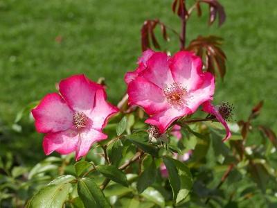 rosier-pretty-kiss-2