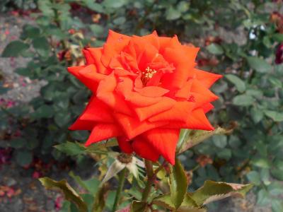 rosier-prominent-1