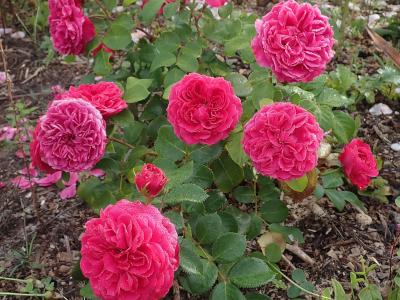 rosier-red-leonardo-da-vinci-1