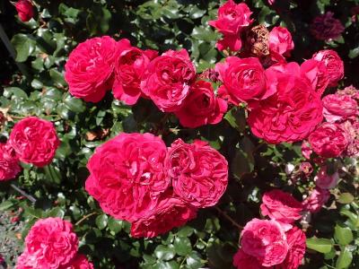 rosier-red-leonardo-da-vinci-2