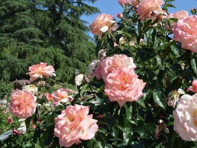 rosier-rosa-del-camino-de-santiago-1