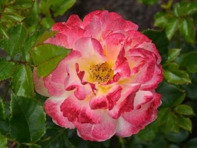 rosier-rose-der-hoffnung-2