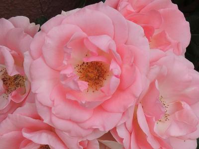 rosier-rosenprofessor-sieber-1