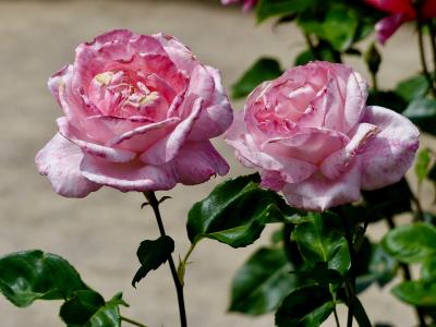 rosier-rosenprofessor-sieber-2