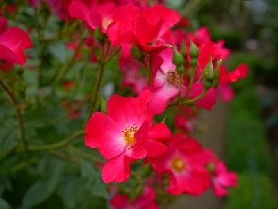 rosier-rosy-carpet-1