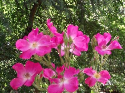 rosier-rosy-carpet-2