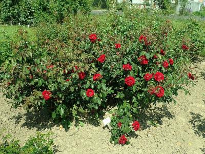 rosier-roter-korsar-1