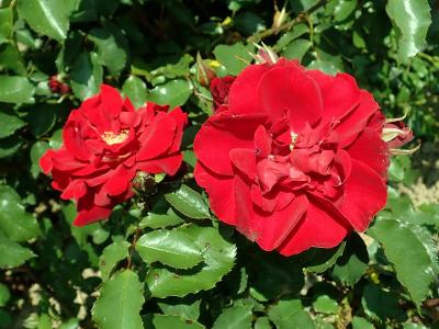 rosier-roter-korsar-2