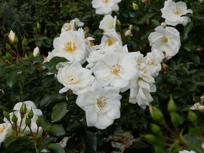 rosier-schneeflocke-1