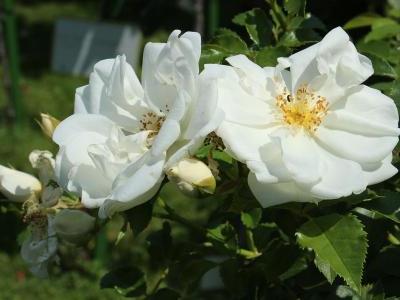 rosier-schneeflocke-2