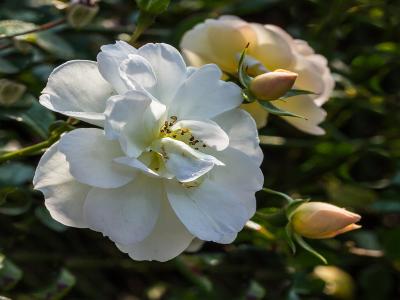 rosier-schneekonigin-1