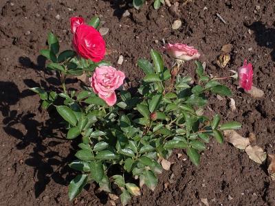 rosier-schone-koblenzerin-1