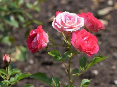 rosier-schone-koblenzerin-2