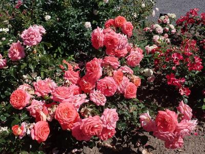 rosier-sommersonne-1