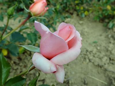 rosier-vinesse-1