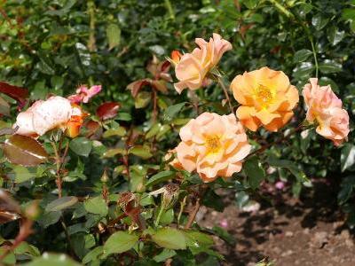 rosier-westzeit-1