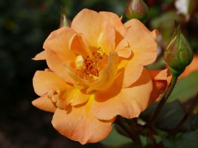 rosier-westzeit-2