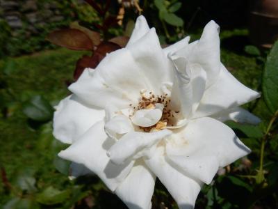 rosier-white-queen-elizabeth-1