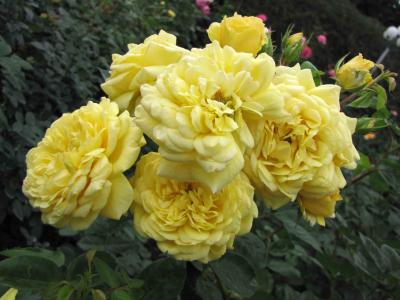 rosier-yellow-meilove-1