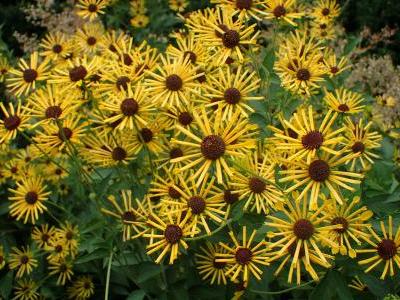 rudbeckie-douce-1
